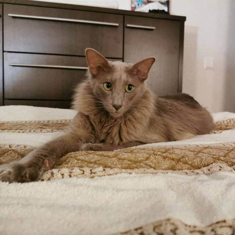 Javanese Cat Javanese Cat Breed Description Characteristics 