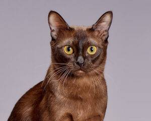 Playful Burmese kitten
