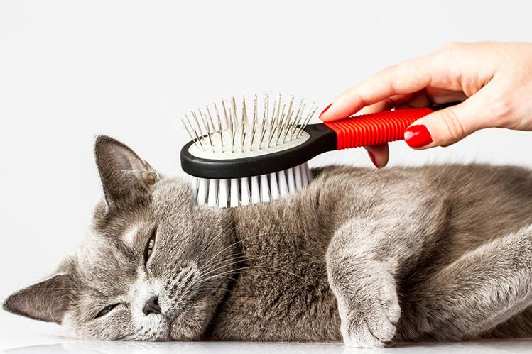 Линька у котят