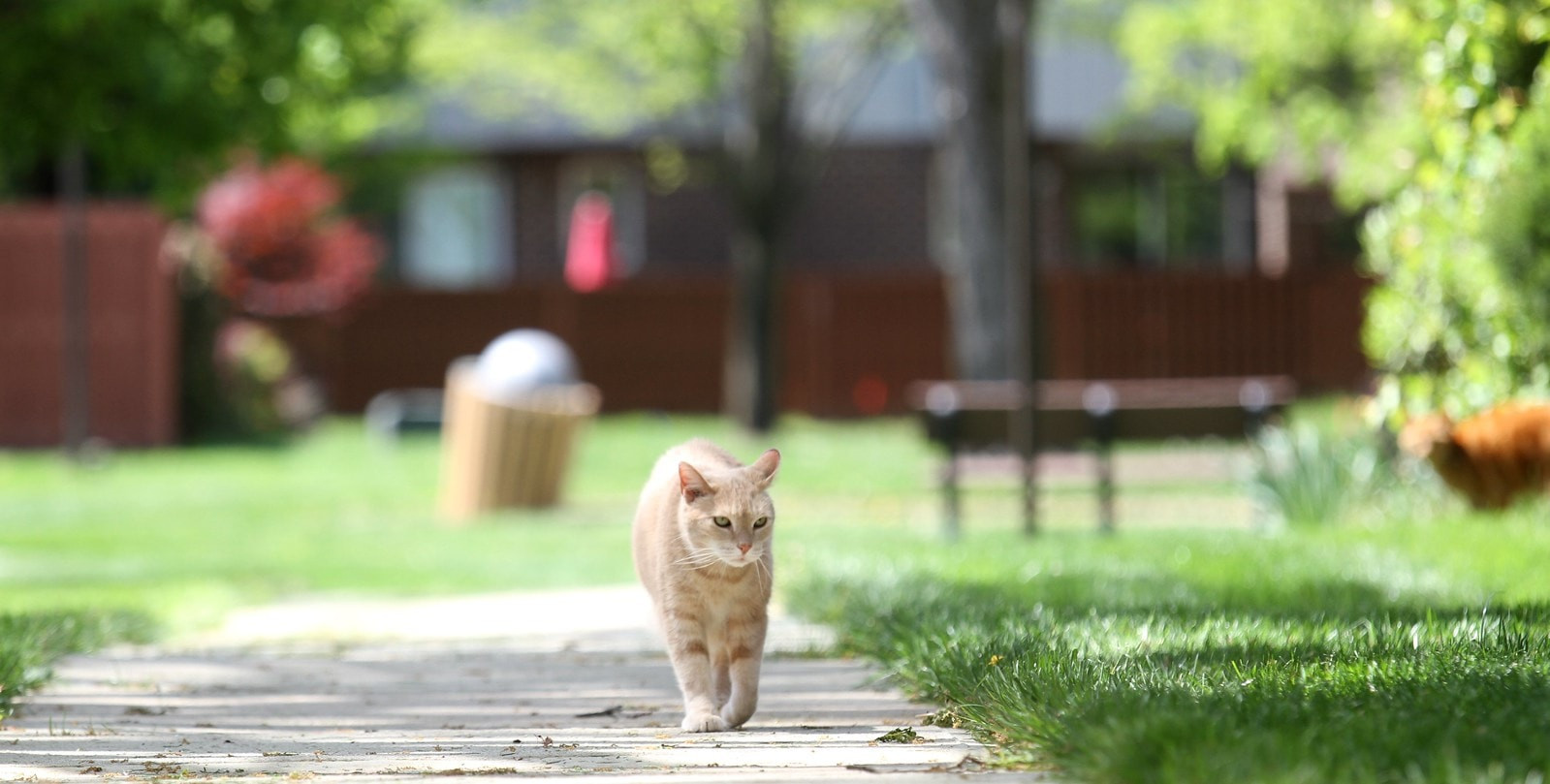 Как приучить кошку 🐈 к улице - Мурчалкин