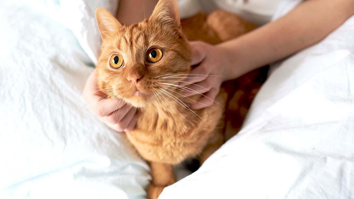 Идиопатический цистит у кошек (ИЦК) и другие заболевания нижних ...